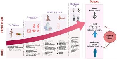 Breastfeeding: science and knowledge in pediatric obesity prevention